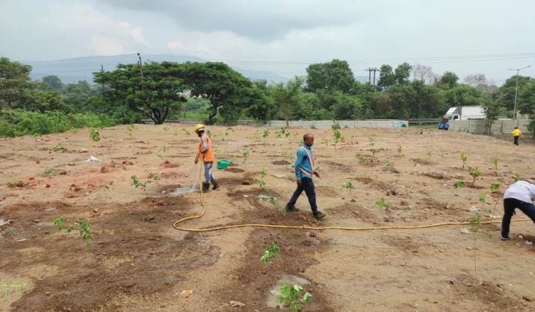 tree plantation in jamshedpur most effective strategy