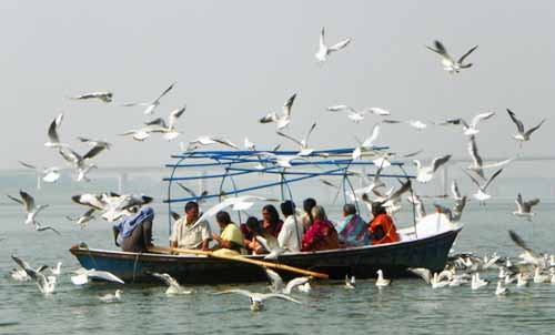 migratory birds are the center of attraction in mahakumbh (file photo)