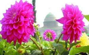 mughal garden