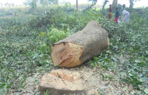 illegal cut of trees