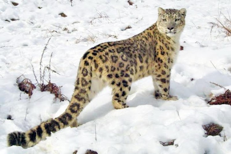 national wildlife board's report on snow leopard released