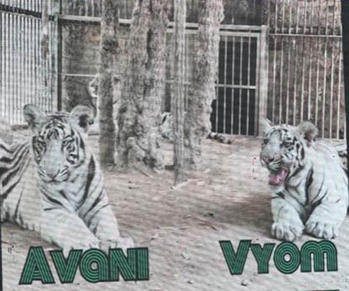 white tiger cubs released into enclosure