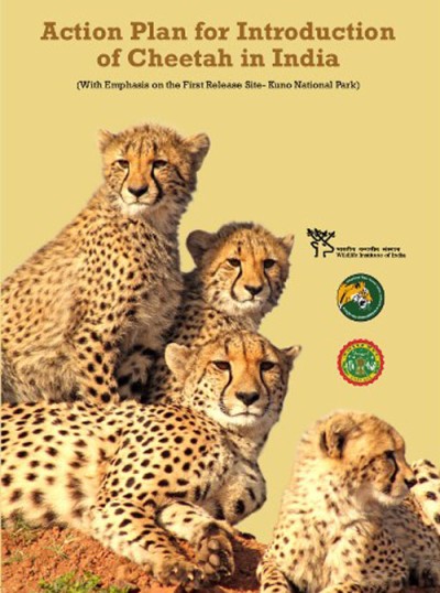 rehabilitation action plan for cheetahs and tigers in india