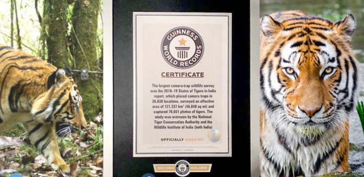 guinness record of tigers in india