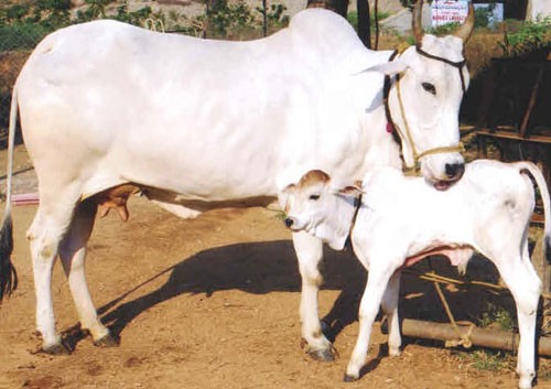 kamdhenu cow science propagation examination