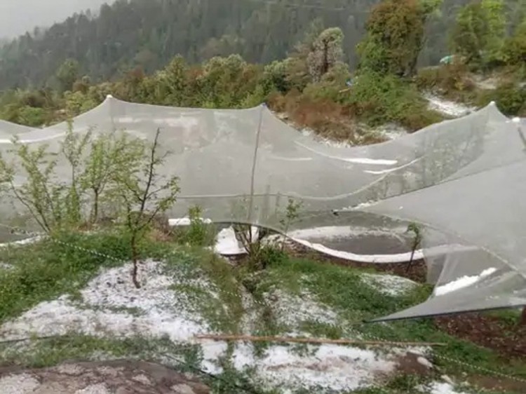 shadow of disaster on apples in himachal