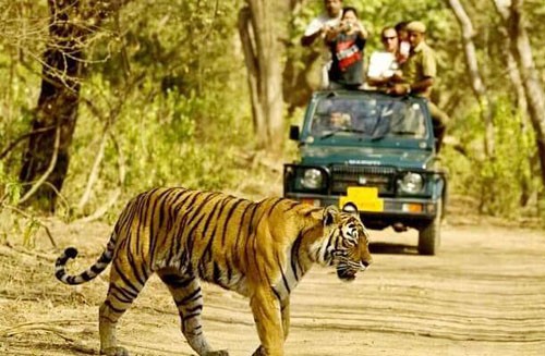 tiger and human