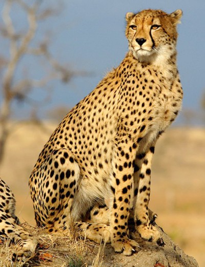 cheetah