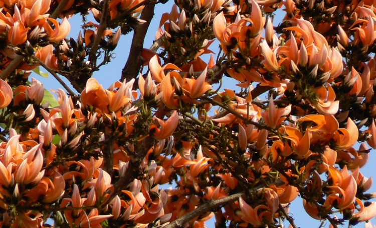 palash flower