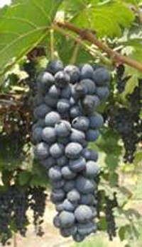 new variety of grape-rich grapes developed