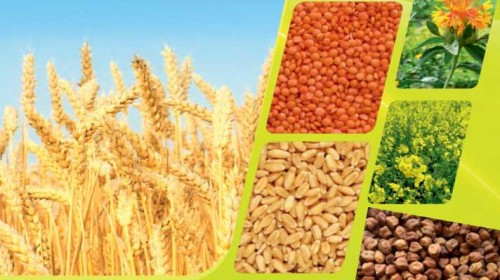 increase in minimum support price for rabi crops