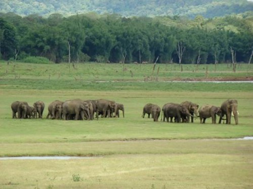 study on food distribution behavior of elephants