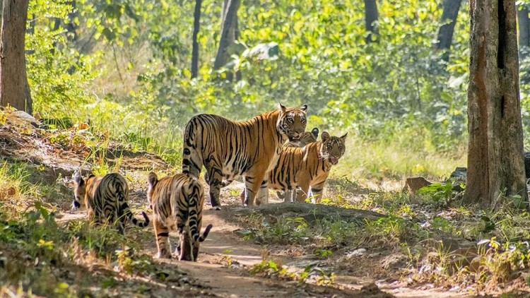 developed criteria for tiger reserves in india