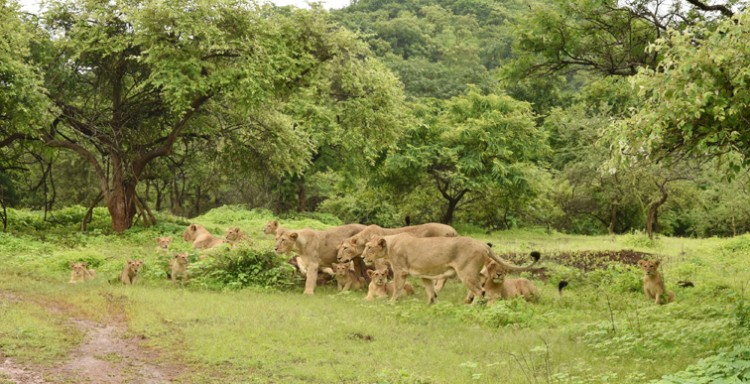 increasing number of asiatic lions in gujarat