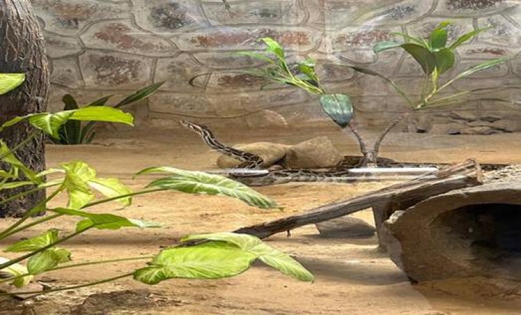 world snake day celebrated at delhi zoo