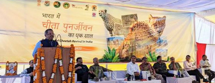 program in kuno national park mp on completion of one year of project cheetah