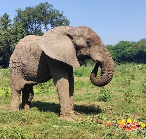 elephant 'shankar' freed from chains