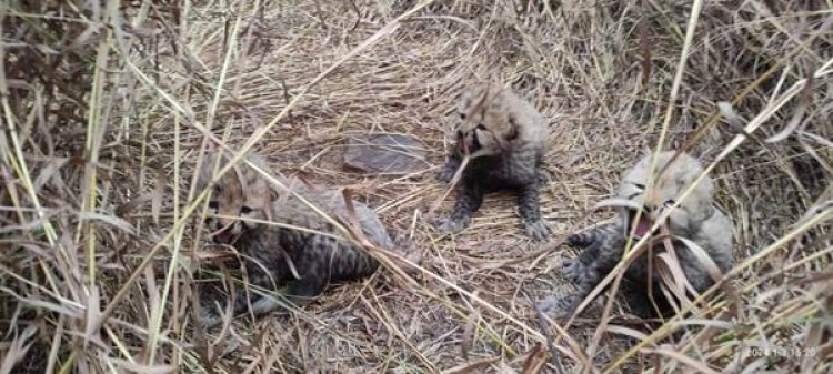 3 cubs born to namibian cheetah asha