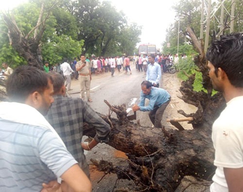 trees ravaged by the rain, the tree took the life of one