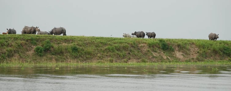 successful conservation of rhinos in india