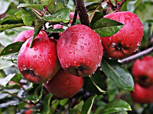 himachal's apples