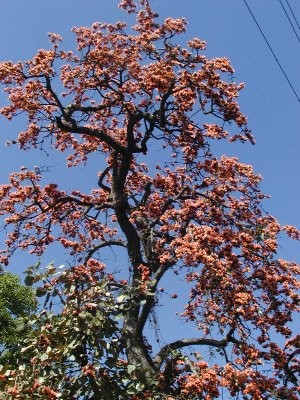 tesu tree