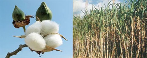 कपास और गन्ना-Cotton and sugarcane