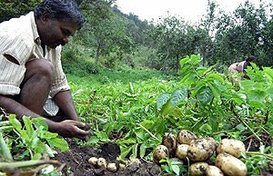 बागवानी-gardening